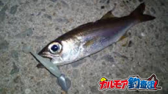 堤防から超旨い高級魚クロムツを釣る ぬこまた釣査団 ぬこまた釣査団 ぬこまた釣査団 ニコニコチャンネル エンタメ