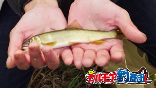 尺鮎でるか？！落ち鮎を狙ったオランダ釣り！