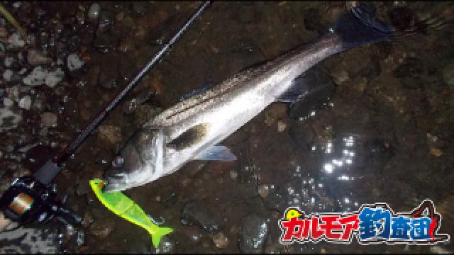 落ち鮎を喰らう激流の超ド級シーバス釣り！秋の落ち鮎パターン