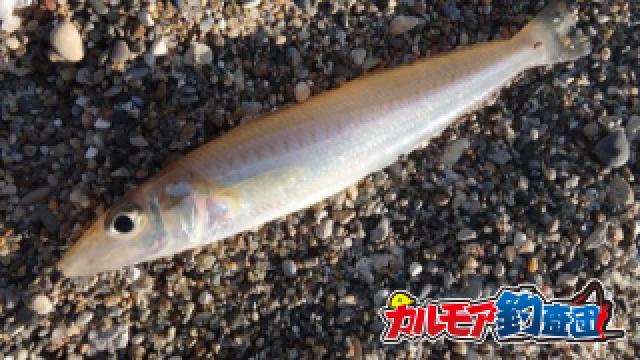 でるか30up!？砂浜から落ちギス釣り！