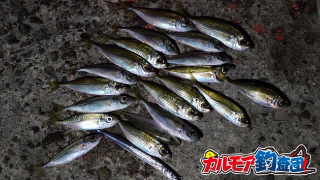 専用仕掛けを使った鯵のぶっこみ釣り！