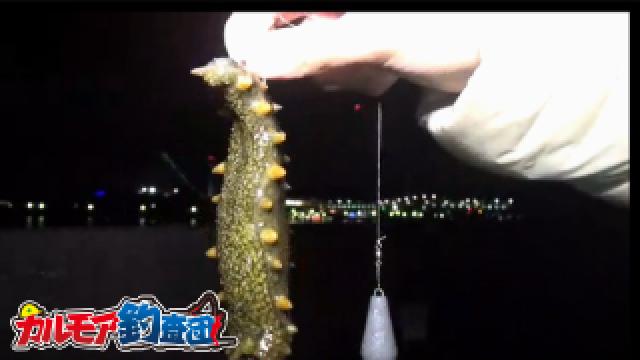 【検証】鶏肉で魚は釣れるのか？鳥皮と身を餌にした魚釣り