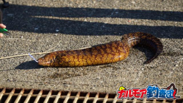 [エサ代ただ?!] 房総半島のウツボ釣り！調理して食べたら絶品だった