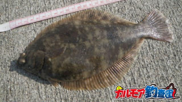 真冬の東京湾でカレイ アイナメ釣り 投げ釣りと銅付き仕掛け ぬこまた釣査団 ぬこまた釣査団 ぬこまた釣査団 ニコニコチャンネル エンタメ