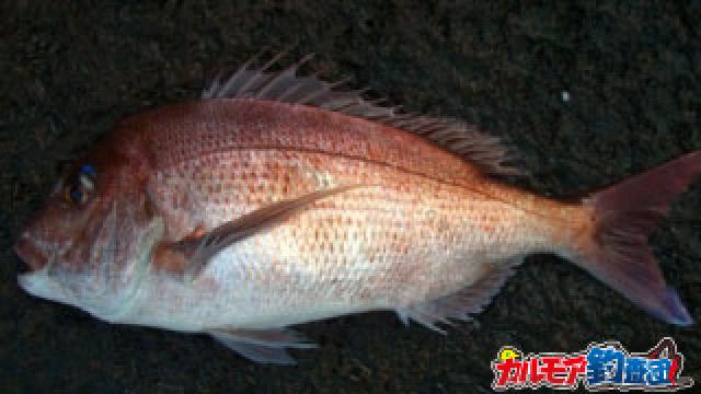 春の乗っ込みマダイ！泳がせ、フカセ仕掛けで狙う