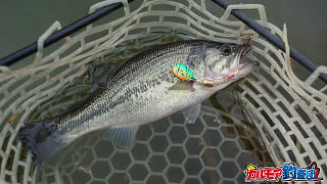 釣パラダイスで釣り駅伝！友情の襷を繋ぐ [トラウト→コイ→バス]