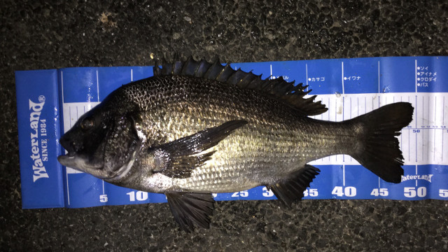 ウキ下80cm(水深4.5m)でクロダイが釣れた理由