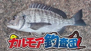 【レポート】カルモア釣査団 黒鯛を伝統釣法のヘチ釣りで狙う！