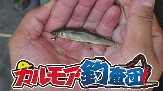 【レポート】カルモア釣査団　鮎ってマジで毛鉤(ｹﾊﾞﾘ)で釣れる？釣査