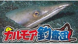 【レポート】カルモア釣査団　ダイナンウミヘビ釣り実況