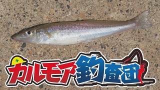 【レポート】カルモア釣査団　キスから始めるわらしべ長者釣り