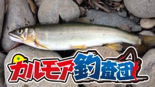 【レポート】カルモア釣査団　鮎釣り企画　第3弾