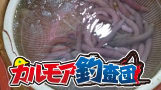 【レポート】カルモア釣査団　ユムシを使ったぶっ込み釣り
