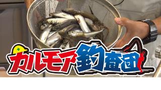 【レポート】収穫の秋 堤防の魚釣り実況