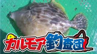 【レポート】カルモア釣査団　堤防からカワハギ狙いで隊長の連敗阻止！