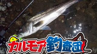 【レポート】カルモア釣査団　索敵、激流シーバスを狙え