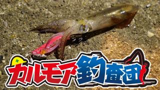 【レポート】カルモア釣査団　イカ釣りチャレンジ　ヒイカ