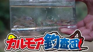 【レポート】小さなビッグゲーム タナゴ釣り実況