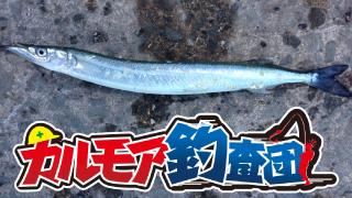 【レポート】堤防の定番　ｻﾖﾘ釣り！