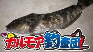 【レポート】カルモア釣査団　東京湾　アイナメ釣り［再調査］