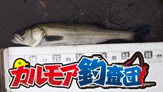 【レポート】ｶﾙﾓｱ釣査団　心躍る！エビ撒きスズキ釣り