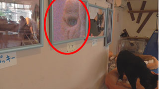 7匹の心霊ぬこを探しながら猫をみる放送　7匹全部お見せします