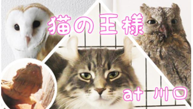 『猫の王様』店舗情報