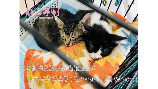 日本動物愛護協会 猫譲渡会＆『小さな命の写真展(猫Ｖｅｒｓｉｏｎ) (犬Ｖｅｒｓｉｏｎ)』生中継