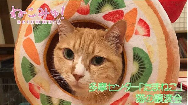 多摩センター「たまねこ」 猫の譲渡会のご紹介