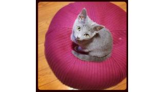 猫宮荘のアオハル（第一話）瀬川コウ