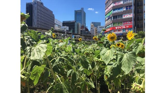 『ゲンロンβ61』星野博美「世界は五反田から始まった 第29回（最終回） 星野製作所の最期」ほか
