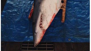 【三重県尾鷲市】九鬼町のサメ