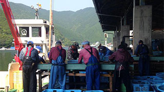【尾鷲市九鬼町】九鬼港の魚の水揚げ