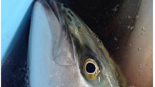 【三重県尾鷲市九鬼町】連日ブリが大漁！