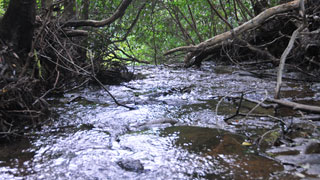 【三重県尾鷲市九鬼町】宮谷川渓谷
