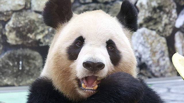 二階俊博は「週刊文春」に…今度は“疑惑の知事”がパンダおねだりの愚｜「中国の乗っ取りを許すな！」追及キャンペーン（3）