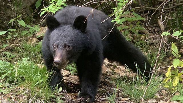 5人の生存者が明かす「わたしのクマ恐怖体験」《農作業中に襲われ眼球破裂、スコップで応戦…》