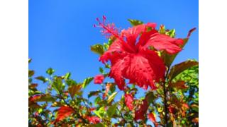 The Seafares　海の旅人たち　Vol.9　　　プラヤ・デル・カルメンの空　第4章