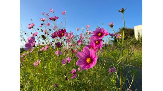 短い秋をこえて