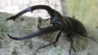 カブト虫で力試し カブト虫相撲大会