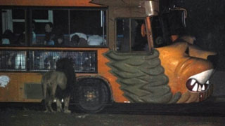 夜のサファリパークで動物に会う！