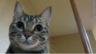 ねこ居酒屋の酒瓶ダンボールに、猫が潜んでいた！