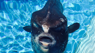 【悲報】お前らに見詰められたショックで死亡