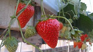 天瀬のぴっちぴちなアイツを狩ってみる。