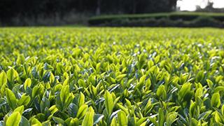 日本一が多すぎる種子島の更なる追撃【これも日本一!?】