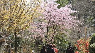 広島の桜が開花したよ！名勝縮景園の桜情報大紹介！