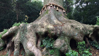 県指定天然記念物『光岡八幡宮の大楠』