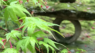 【和の美しさ】 紅葉谷公園は新緑の季節