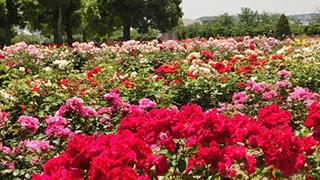 薔薇繚乱！開花の早まっちゃったバラたちがもう見頃！