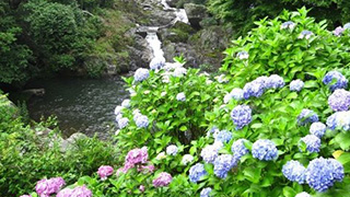 梅雨の季節を楽しめ！滝と紫陽花のコラボが美しすぎる。